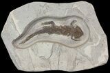 Fossil Salamander (Chelotriton) - Bosnia #113310-1